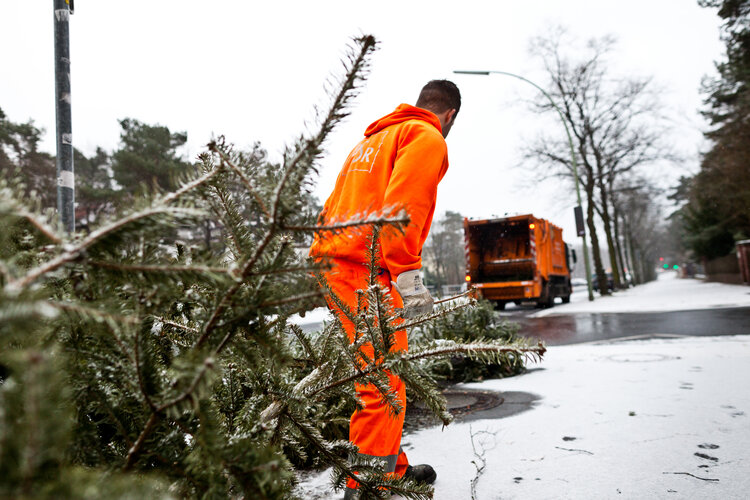 BSR-Mitarbeiter holt Weihnachtsbaum ab