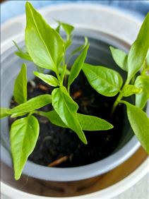 Abbildung: 2 Paprika Pflanzen CEYENNE 