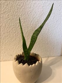 Abbildung: Kleine Sansevieria, Bogenhanf, mit Oster-Ei-Übertopf