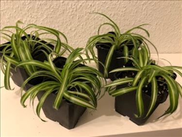 Abbildung: Kleine Chlorophytum comosum, Grünlilie Bonnie
