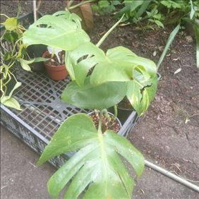 Abbildung: Tausche Monstera Pflanzen geg. Katzenfutter 