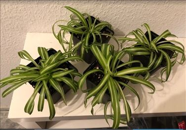 Abbildung: Chlorophytum comosum, Grünlilie Bonnie