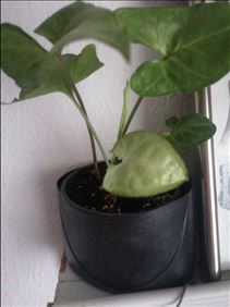 Abbildung: 1 Zimmerpflanze immer grün pflegeleicht ca 24-25 cm hoch 