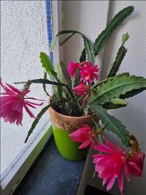 Abbildung: Ableger von Blattkaktus mit riesigen Blüten