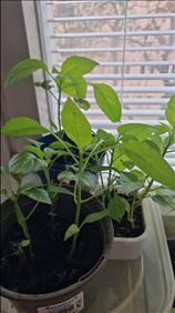 Abbildung: Paprikapflanzen