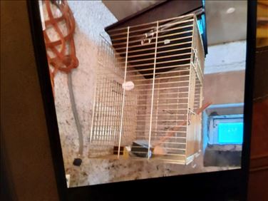 Abbildung: Volgelbauer