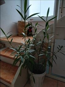 Abbildung: Oleander,rosa