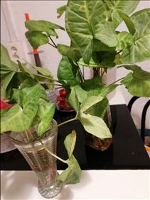 Abbildung: Zimmerpflanze immer grün 4  Ableger mit Wurzel 