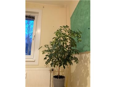 Abbildung: Zimmerpflanze 