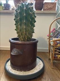 Abbildung: Großer Kaktus