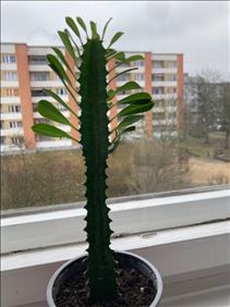 Abbildung: Kaktus gut angewachsen 