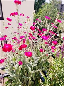 Abbildung: Lichtnelken u.a.Pflanzen u. Ableger u. Saat zu verschenken