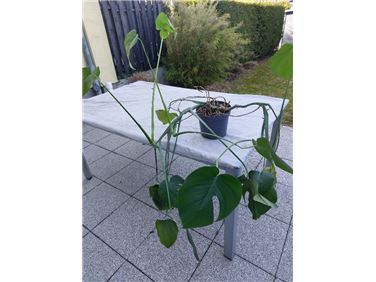 Abbildung: Monstera zu verschenken