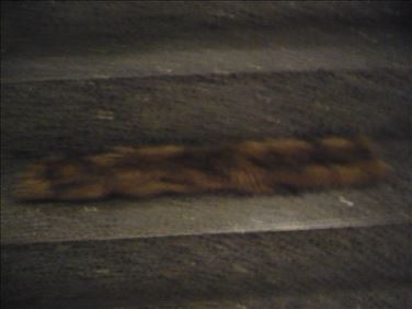 Abbildung: Kunstpelzkragen zu verschenken