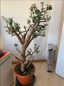 Abbildung: Verschenke großen Geldbaum,Crassula ovata, an Selbstabholer 