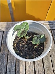 Abbildung: Junge Erdbeerpflanzen