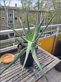 Abbildung: Aloe Vera