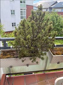 Abbildung: Zwergkiefer 60 cm und Bergkiefer 80 cm hoch 