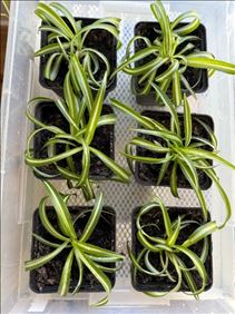 Abbildung: Kleine Chlorophytum comosum Bonnie, Grünlilie