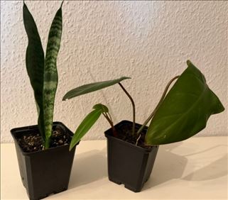 Abbildung: 2 kleine Zimmer-Pflanzen, Philodendron + Sansevieria